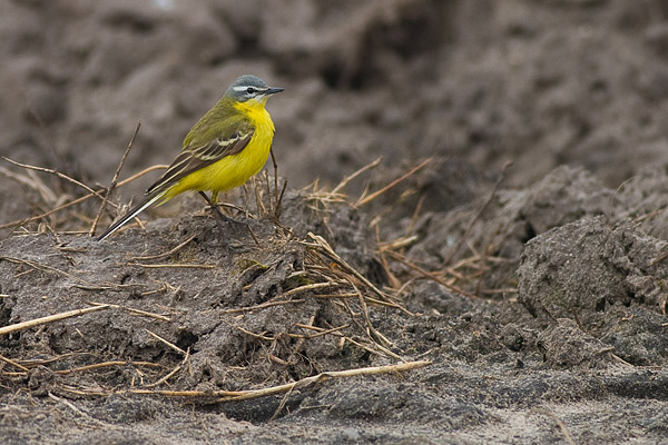 Gele kwikstaart (Motacilla flava) 