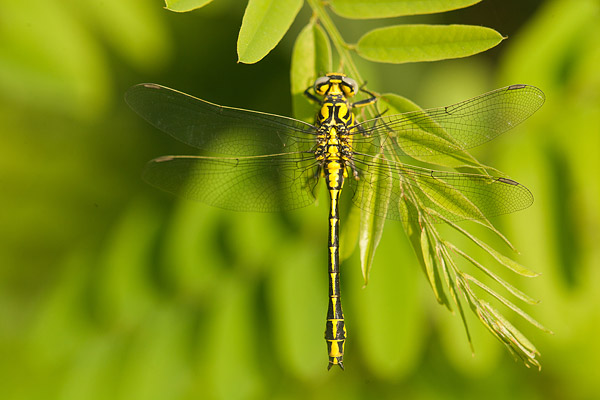 Gele rombout (Gomphus simillimus) 