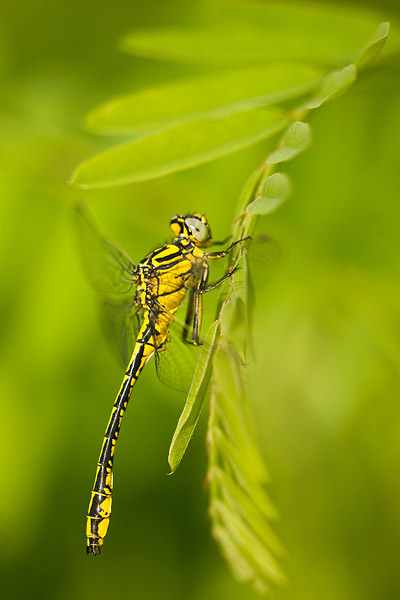 Gele rombout (Gomphus simillimus) mannetje