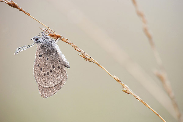 Gentiaanblauwtje (Maculinea alcon)