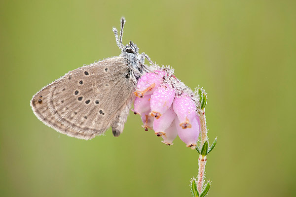 Gentiaanblauwtje (Maculinea alcon) op dopheide