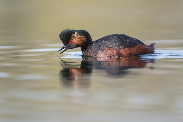 Geoorde fuut (Podiceps nigricollis) hapt naar een vliegje