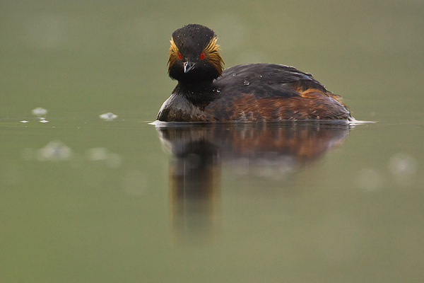 Geoorde fuut (Podiceps nigricollis) in Breda Geoorde fuut (Podiceps nigricollis) in Breda