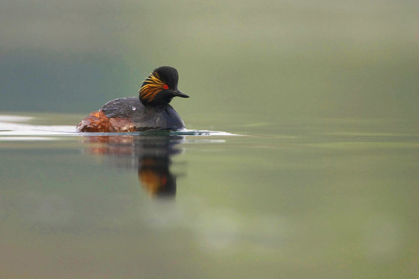 Geoorde fuut (Podiceps nigricollis) met een laag standpunt