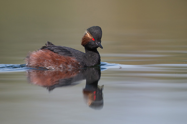 Geoorde fuut (Podiceps nigricollis) spot een vliegje