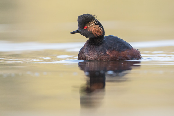 Geoorde fuut (Podiceps nigricollis) portret in geel