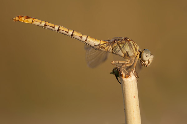 Gestreepte haaklibel (Paragomphus lineatus) man