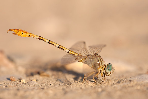 Gestreepte haaklibel (Paragomphus lineatus) vrouw