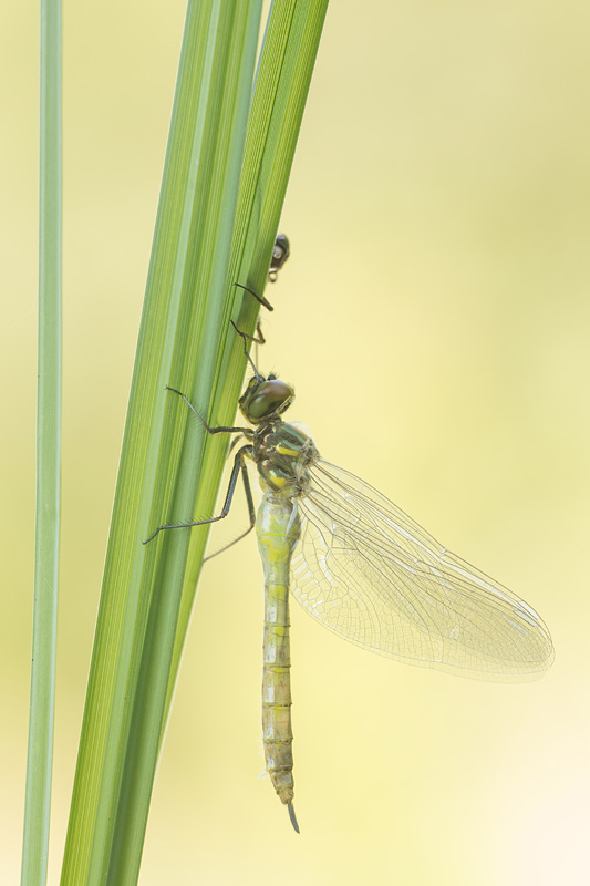 Gevlekte glanslibel (Somatochlora flavomaculata) sluipt uit