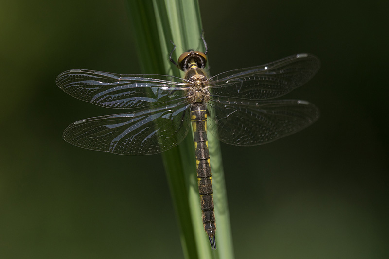 Vers uitgeslopen vrouwtje Gevlekte glanslibel (Somatochlora flavomaculata) 