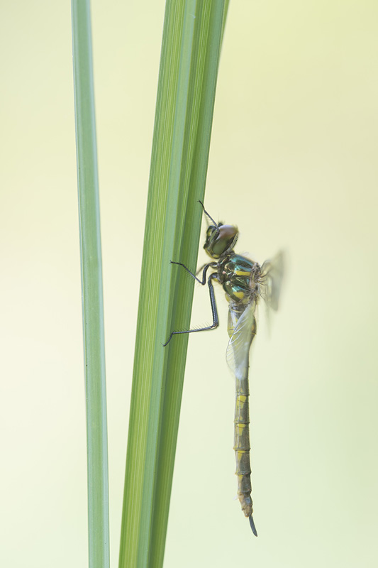 Gevlekte glanslibel (Somatochlora flavomaculata) sluipt uit