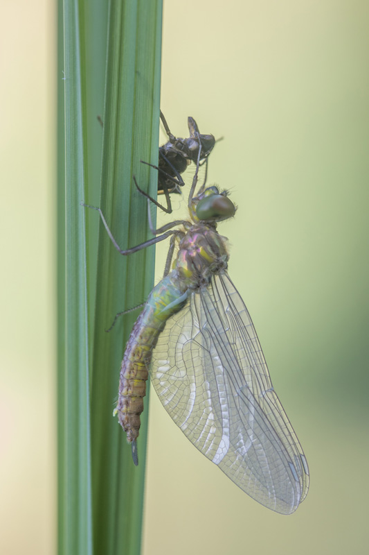 Gevlekte glanslibel (Somatochlora flavomaculata) sluipt uit