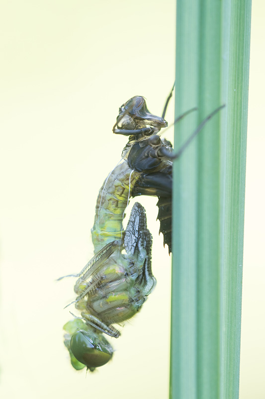 Gevlekte glanslibel (Somatochlora flavomaculata) sluipt uit