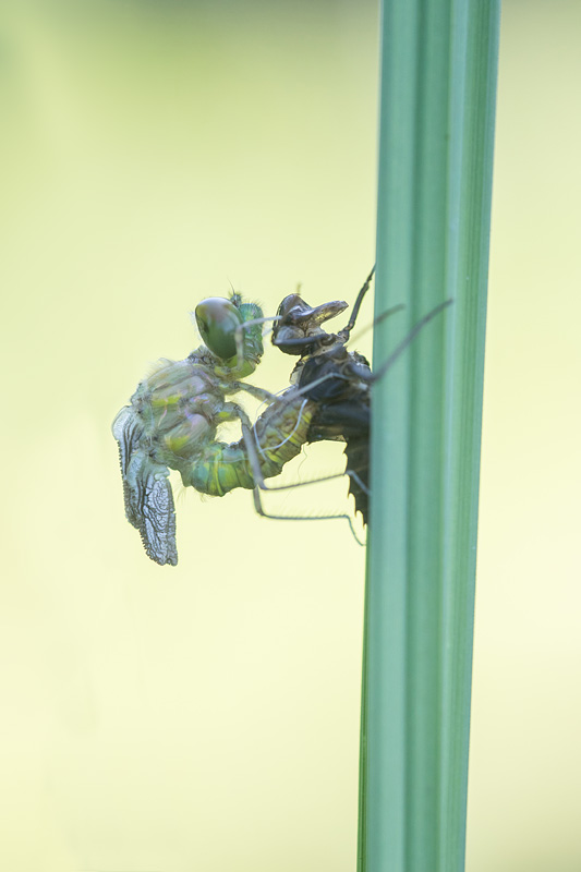 Gevlekte glanslibel (Somatochlora flavomaculata) sluipt uit