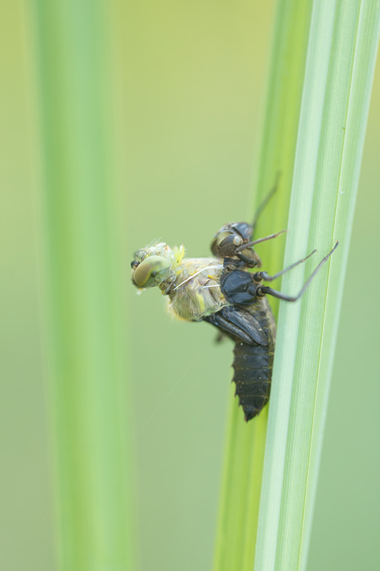 Uitsluipende Gevlekte glanslibel (Somatochlora flavomaculata) 