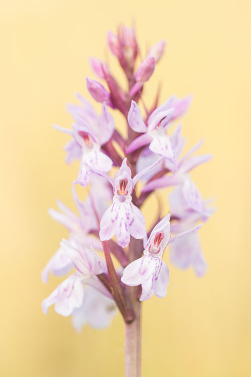 Gevlekte orchis (Dactylorhiza maculata) 