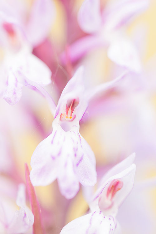 Gevlekte orchis (Dactylorhiza maculata) close-up