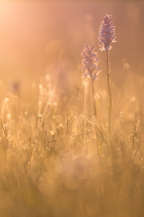 Gevlekte orchis (Dactylorhiza maculata) bij zonsopkomst