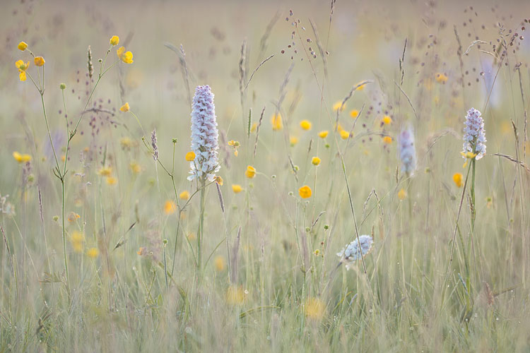 Gevleke orchissen met scherpe boterbloem