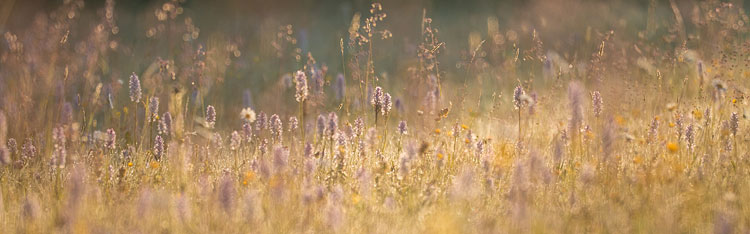 Gevlekte orchis (Dactylorhiza maculata) bij zonsopkomst