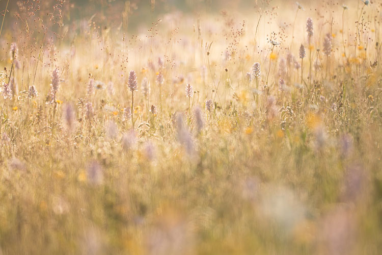 Gevlekte orchis (Dactylorhiza maculata) bij zonsopkomst