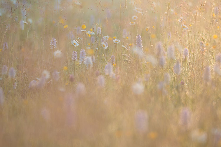 Gevlekte orchis (Dactylorhiza maculata) bij zonsopkomst