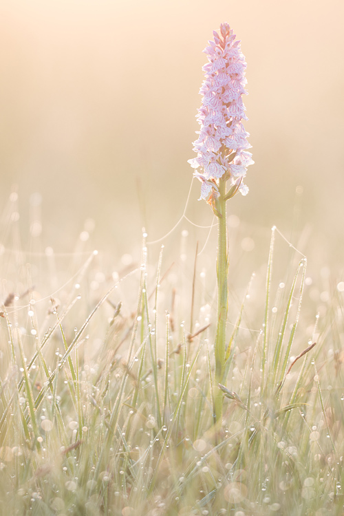 Zachtroze gevlekte orchis (Dactylorhiza maculata) bij zonsopkomst