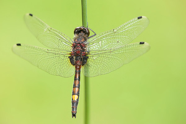 Gevlekte witsnuitlibel (Leucorrhinia pectoralis) 