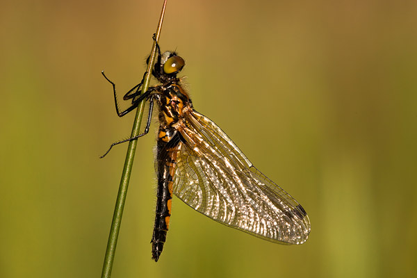 Vers vrouwtje gevlekte witsnuit (Leucorrhinia pectoralis)