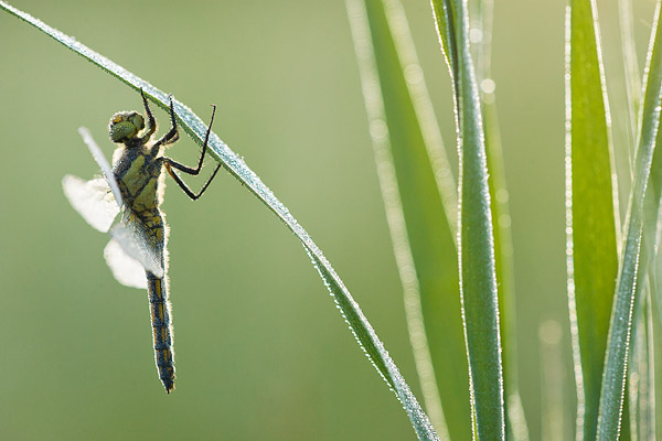 Gewone oeverlibel (Orthetrum Cancellatum) in de vroege ochtend.