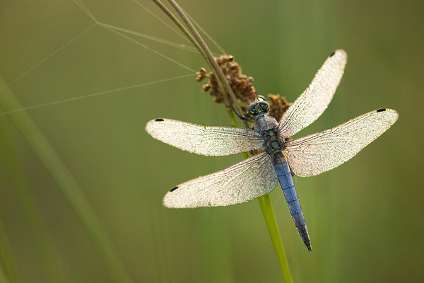 Gewone oeverlibel (Orthetrum cancellatum) uitgekleurde man