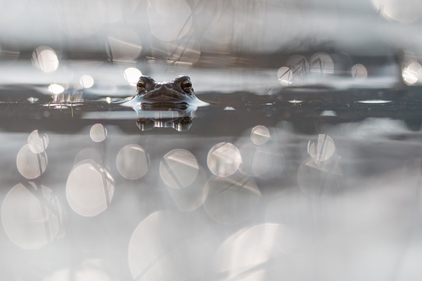 Gewone pad (Bufo bufo) in tegenlicht