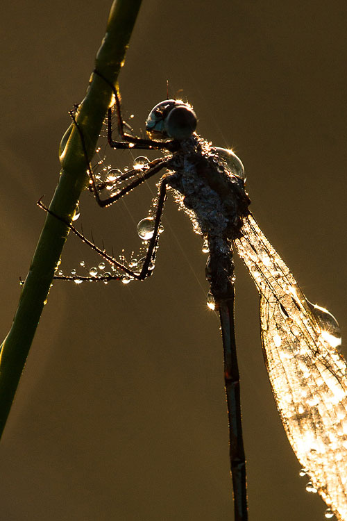 Bedauwd mannetje Gewone pantserjuffer (Lestes sponsa) 