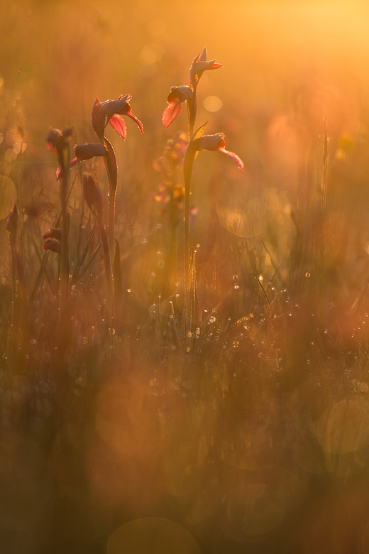 Gewone tongorchissen in het eerste licht