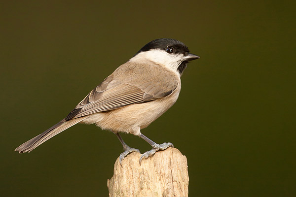 Glanskop (Poecile palustris) 