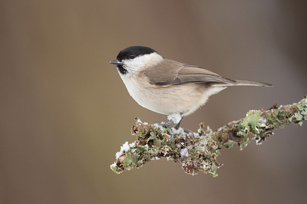 Glanskop (Poecile palustris) 