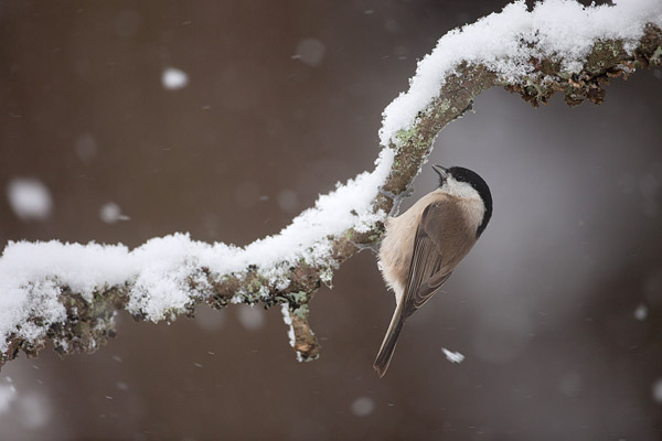 Glanskop (Poecile palustris) in de sneeuw