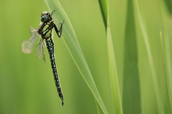 glassnijder (Brachytron Pratense).