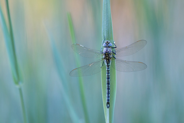 Glassnijder (Brachytron pratense) 