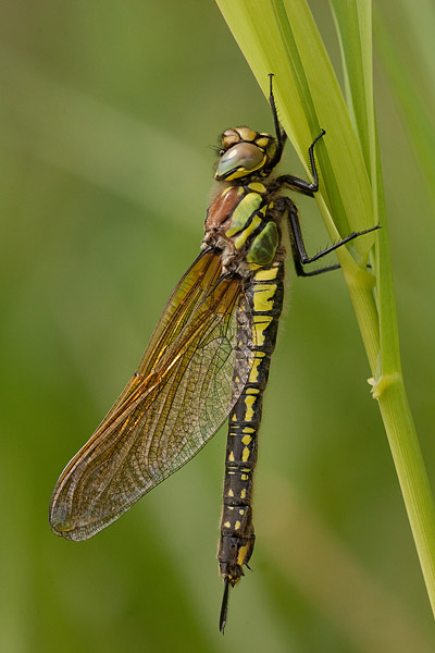 Parende Glassnijder (Brachytron pratense)s Parende Glassnijder (Brachytron pratense)s