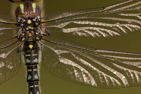 Glassnijder (Brachytron pratense) close-up Glassnijder (Brachytron pratense) close-up