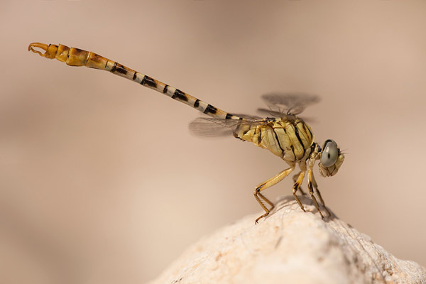 Golftanglibel (Onychogomphus flexuosus) mannetje