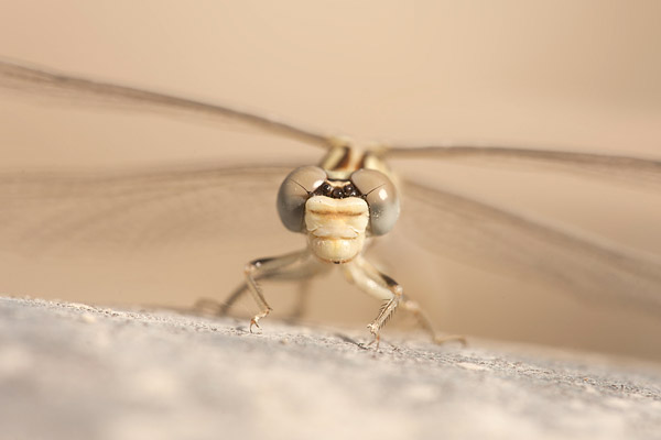 Golftanglibel (Onychogomphus flexuosus) vrouwtje