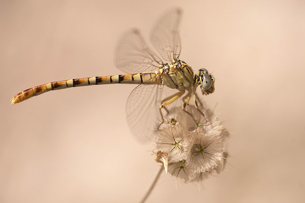 Golftanglibel (Onychogomphus flexuosus)