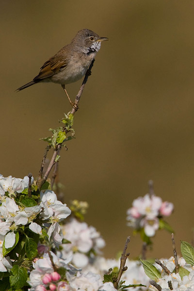 Grasmus (Sylvia communis) 