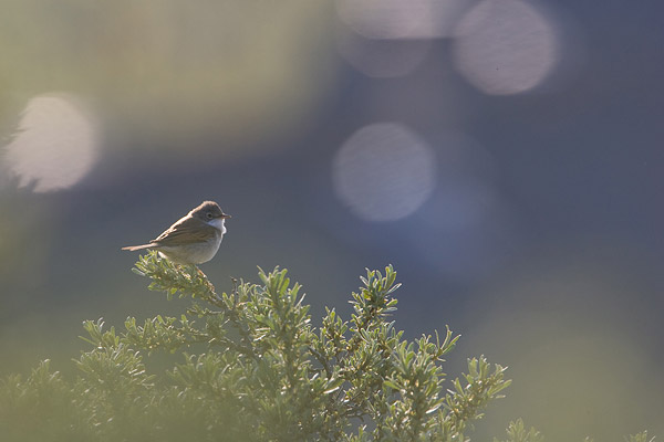 Grasmus (Sylvia Communis) zingt in de bloesem.