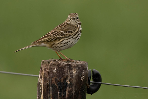 Graspieper (Anthus pratensis) 