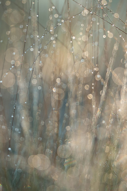 Pijpenstrootje met dauwdruppels en tegenlicht