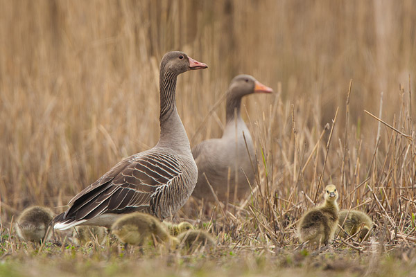 Grauwe ganzenpaar met pullen