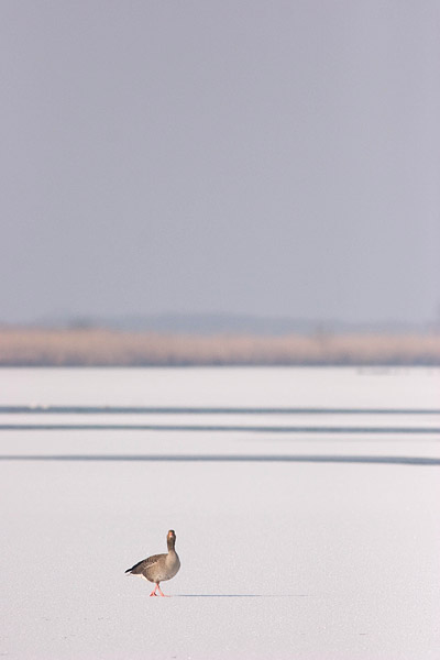 Grauwe gans in winterlandschap.